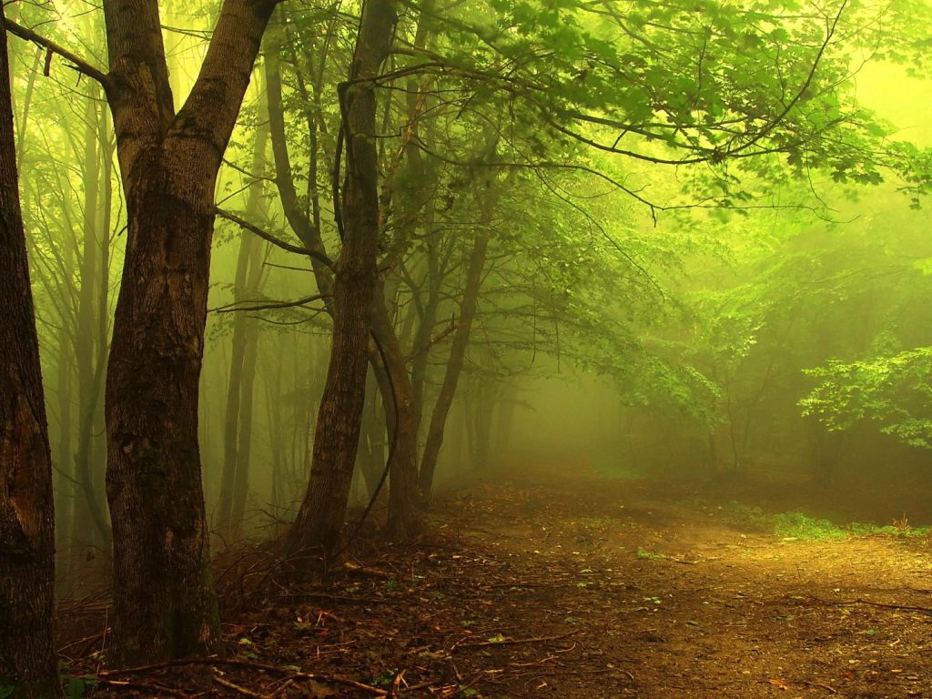 Foggy Forest wallpaper