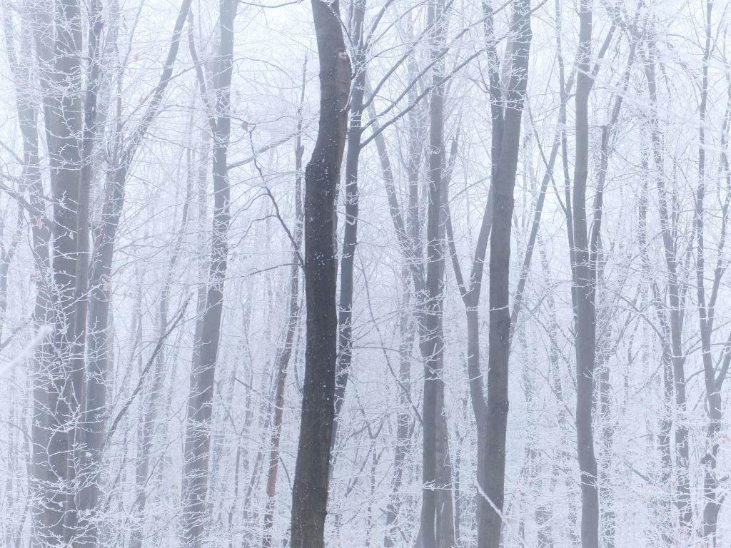 Foggy Winter Forest - Budapest, Hungary wallpaper