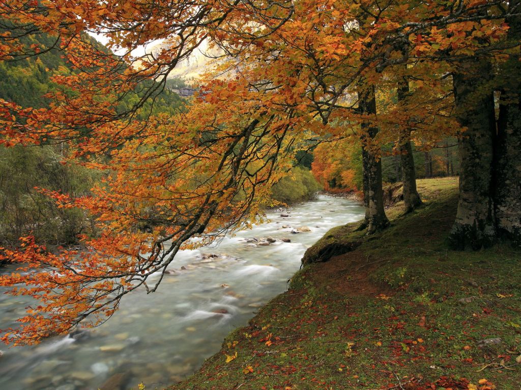Forest Autumn River wallpaper