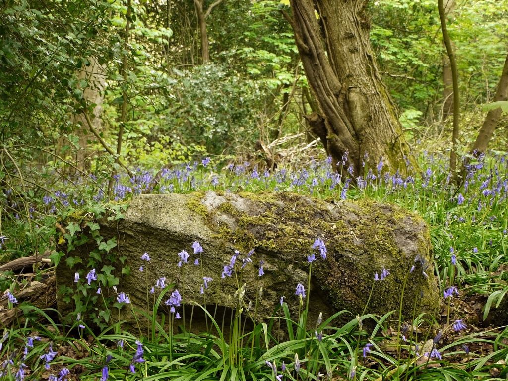 Forest Flowers on Stone wallpaper