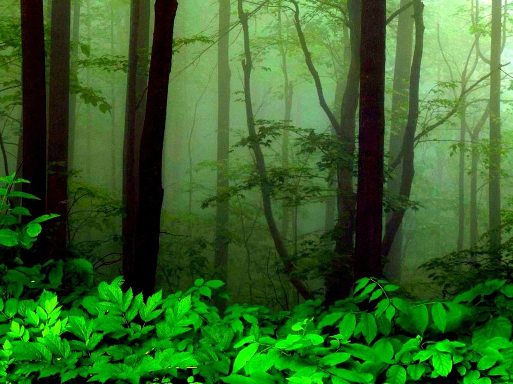 Forest Fog Nature Greenery wallpaper