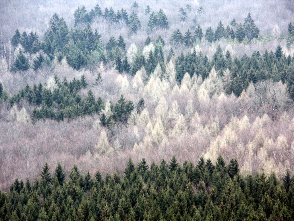 Forest Green Pines Raw Trees White wallpaper