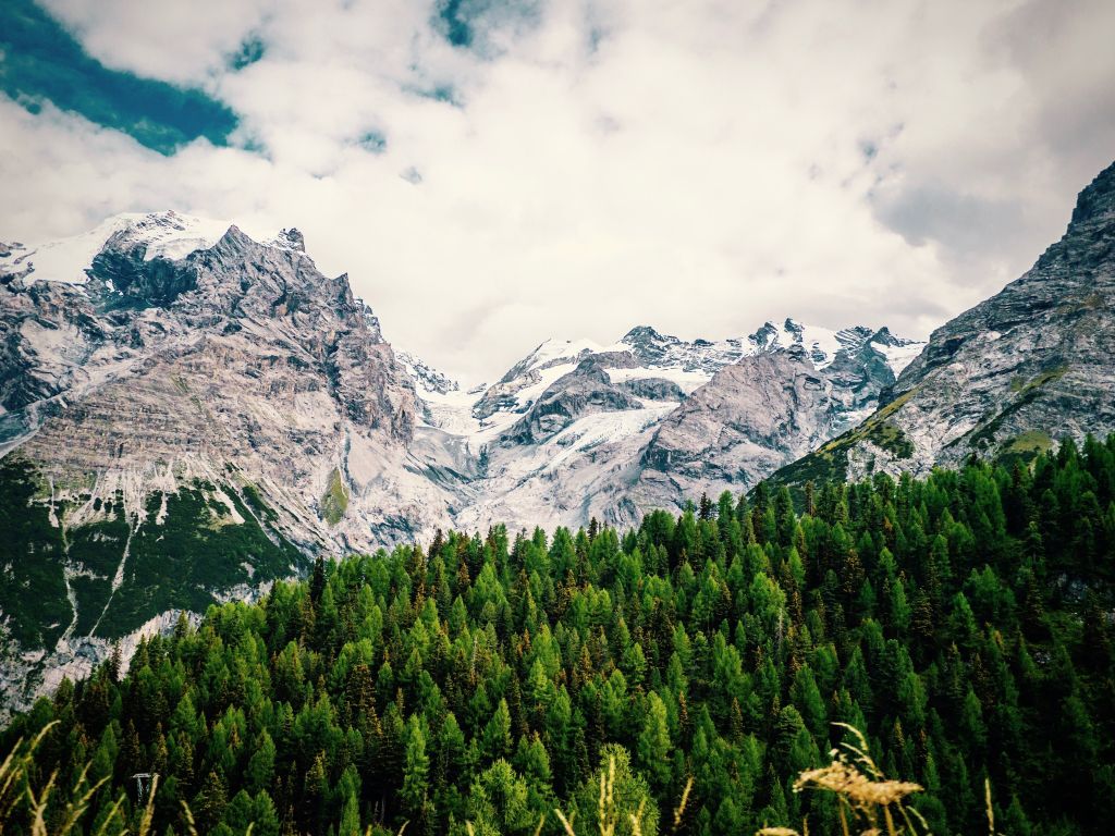 Forest in Northern Italy Viewed From the Stelvio Pass wallpaper