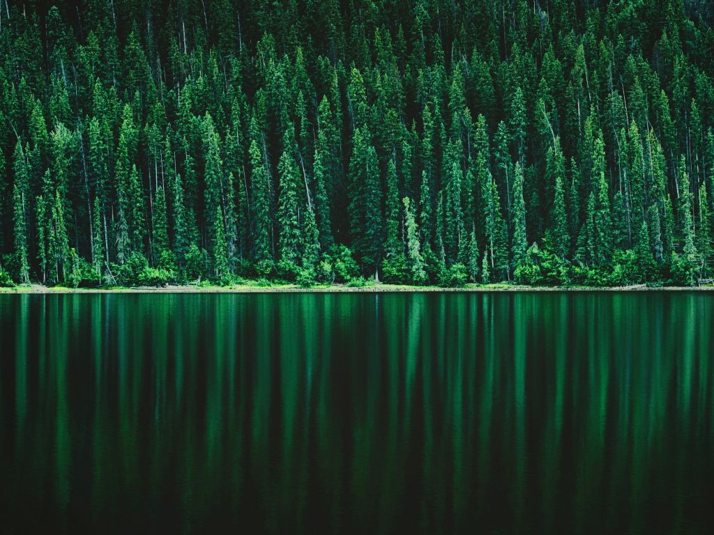 Forest Lake wallpaper