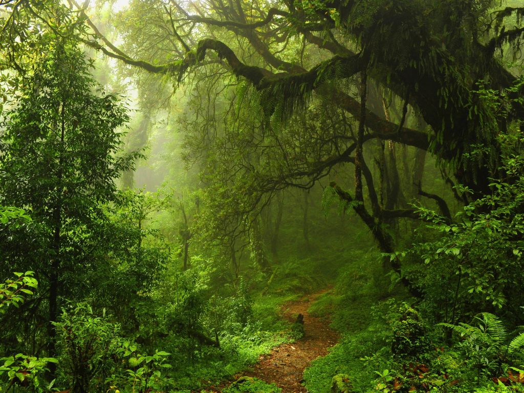 Forest Path wallpaper