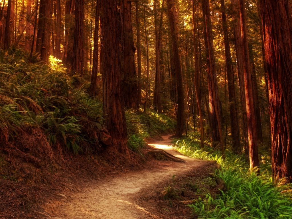 Forest Path wallpaper
