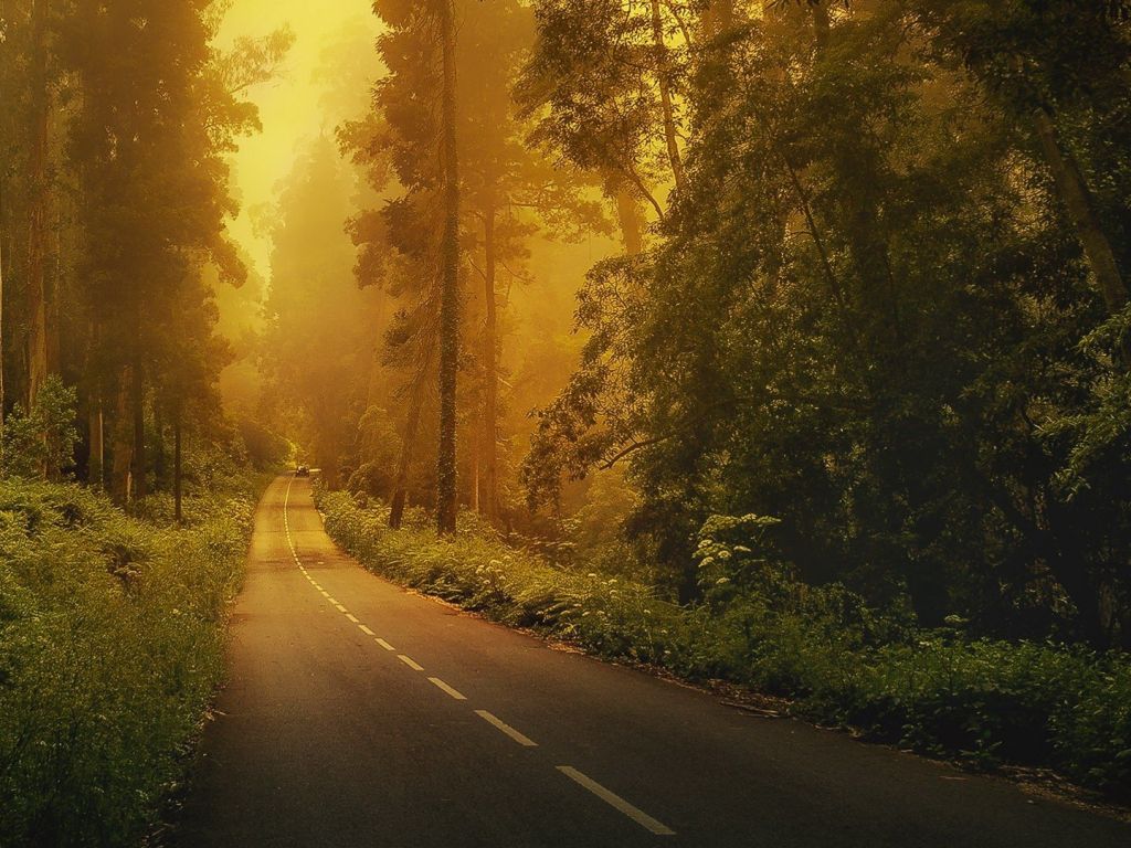 Forest Road wallpaper