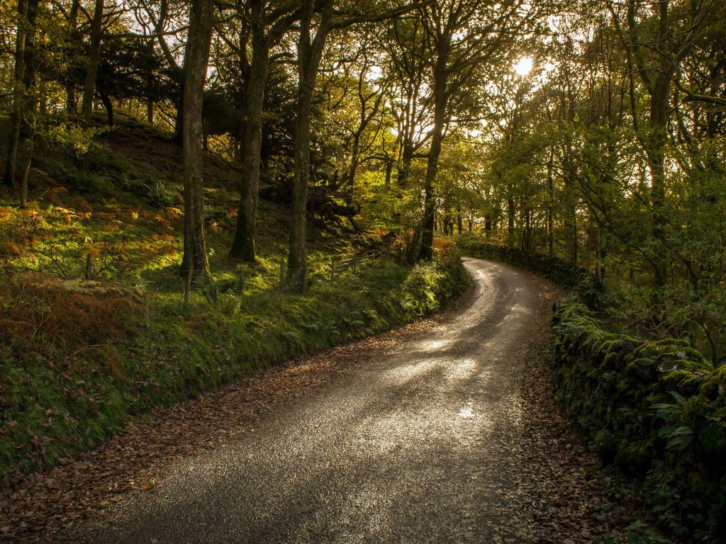 Forest Road and Sun Light wallpaper