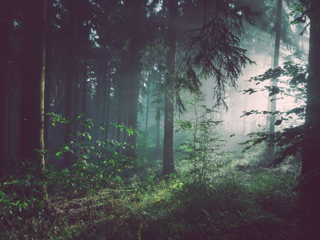 Forest Trees wallpaper