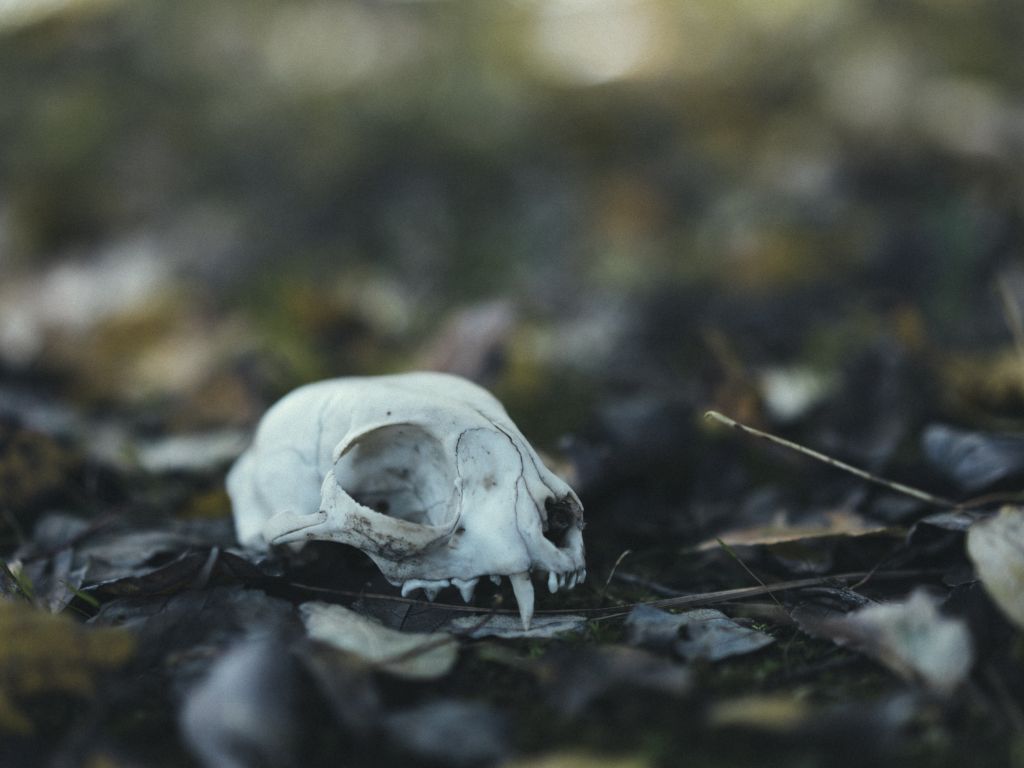 Found a Skull in My Backyard Thought Someone Might Like It as a October wallpaper
