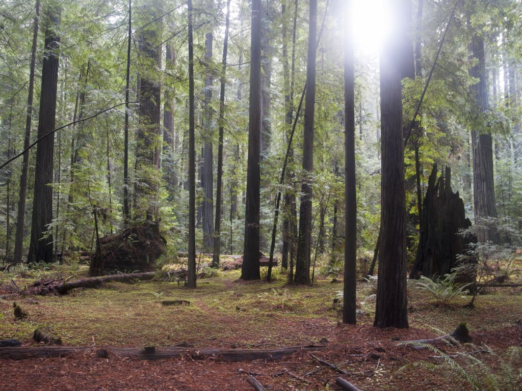 Founders Grove Coastal Redwood Trees in Humboldt Redwoods State Park OC wallpaper