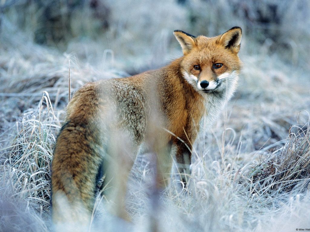 Fox in Frozen Grass wallpaper