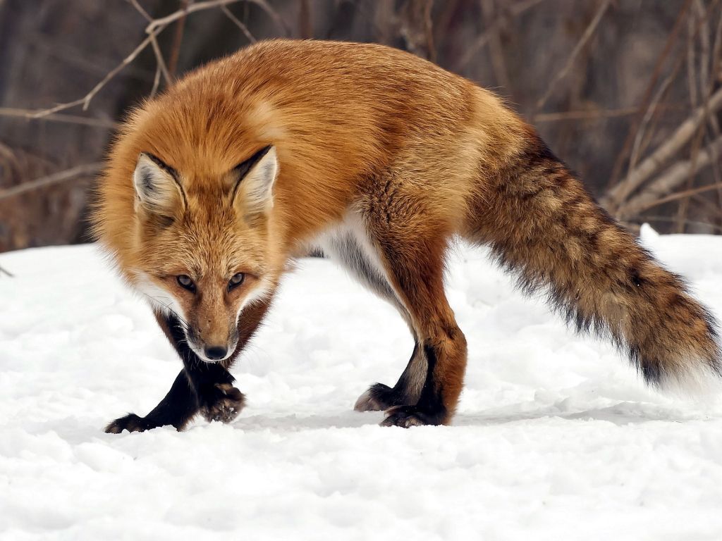 Fox in Snow wallpaper