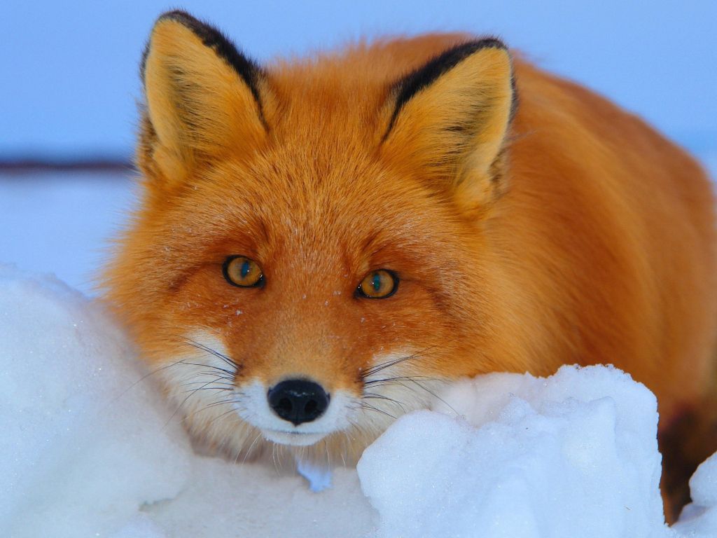 Fox Red Fur Co Winter Snow wallpaper
