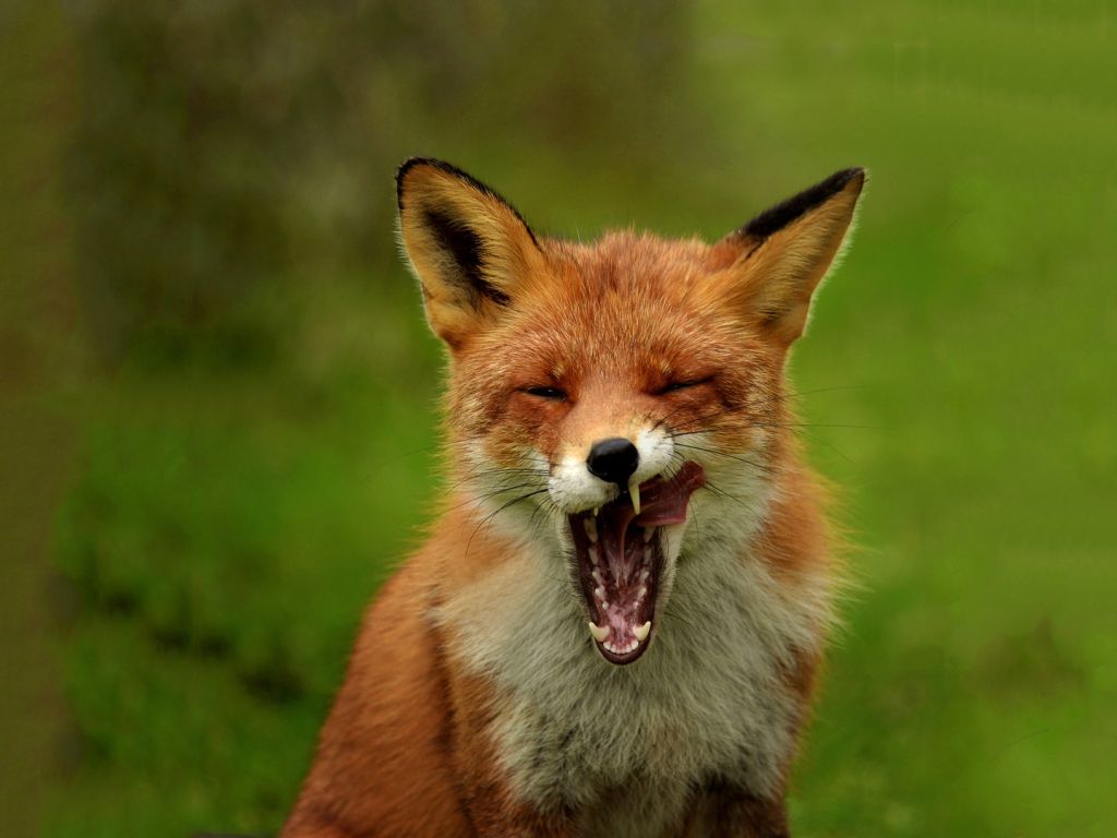 Fox Yawning wallpaper