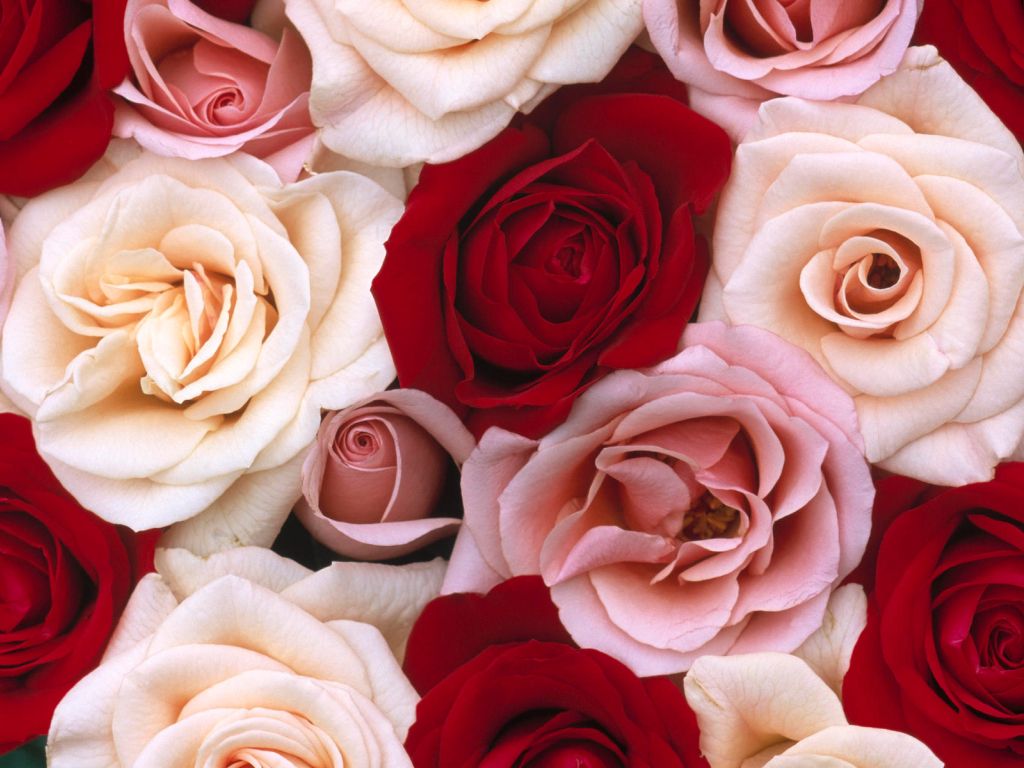 Fragrant Roses wallpaper