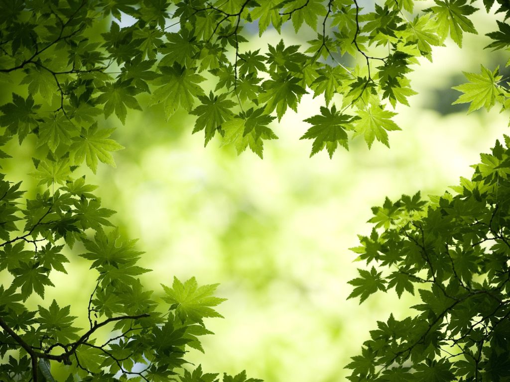 Fresh Japanese Green Maple Leaves wallpaper