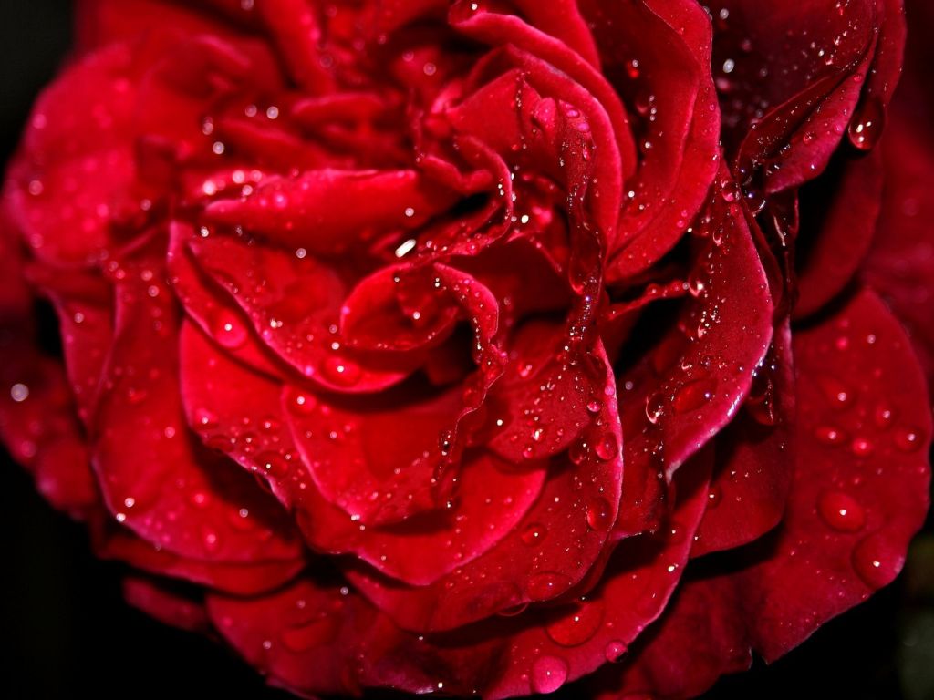 Fresh Red Rose wallpaper