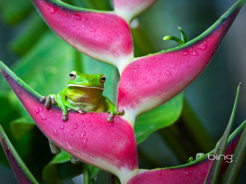 Frog on Pink Flower wallpaper