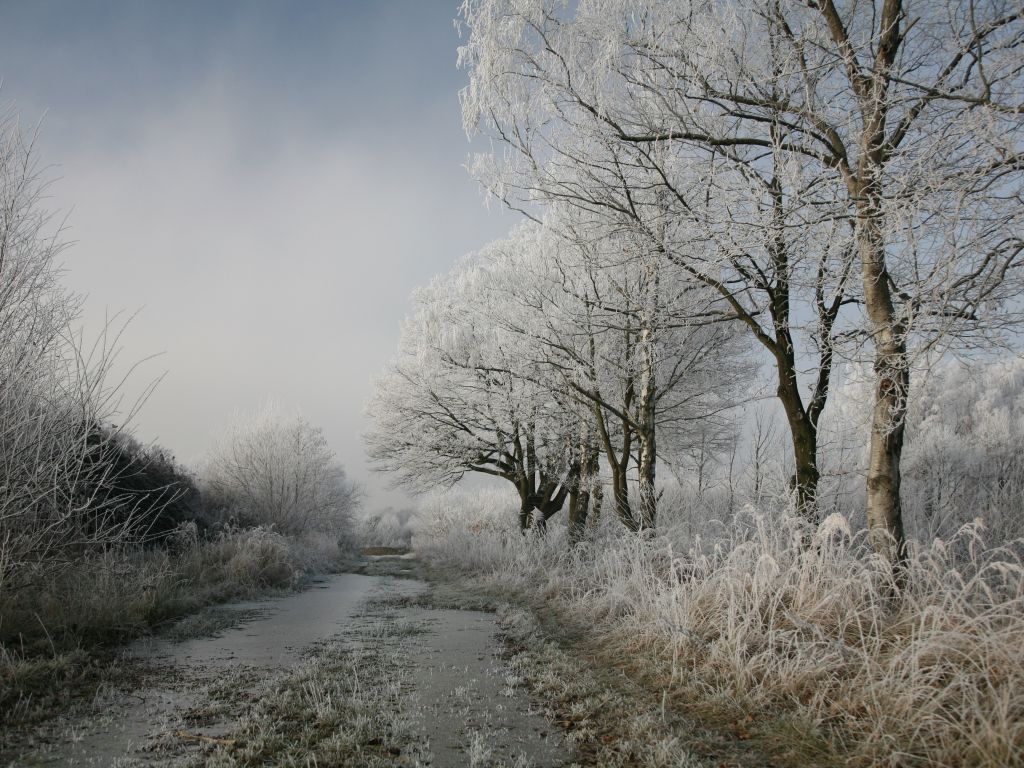 Frost Gray Snow Trees White wallpaper