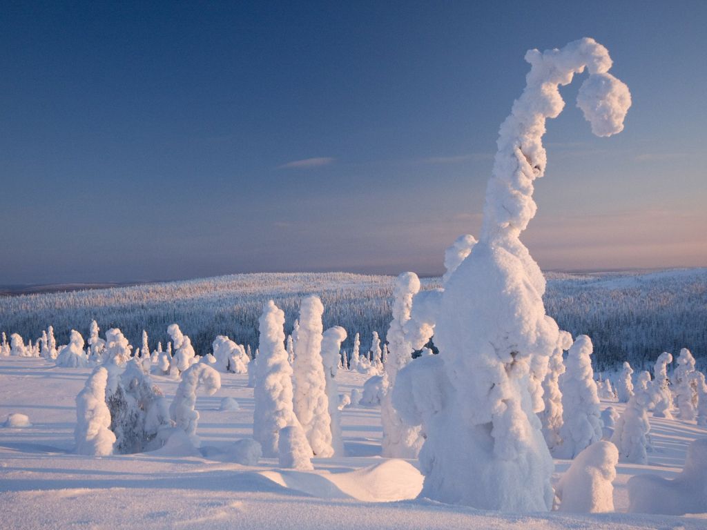 Frozen Forest Finland wallpaper