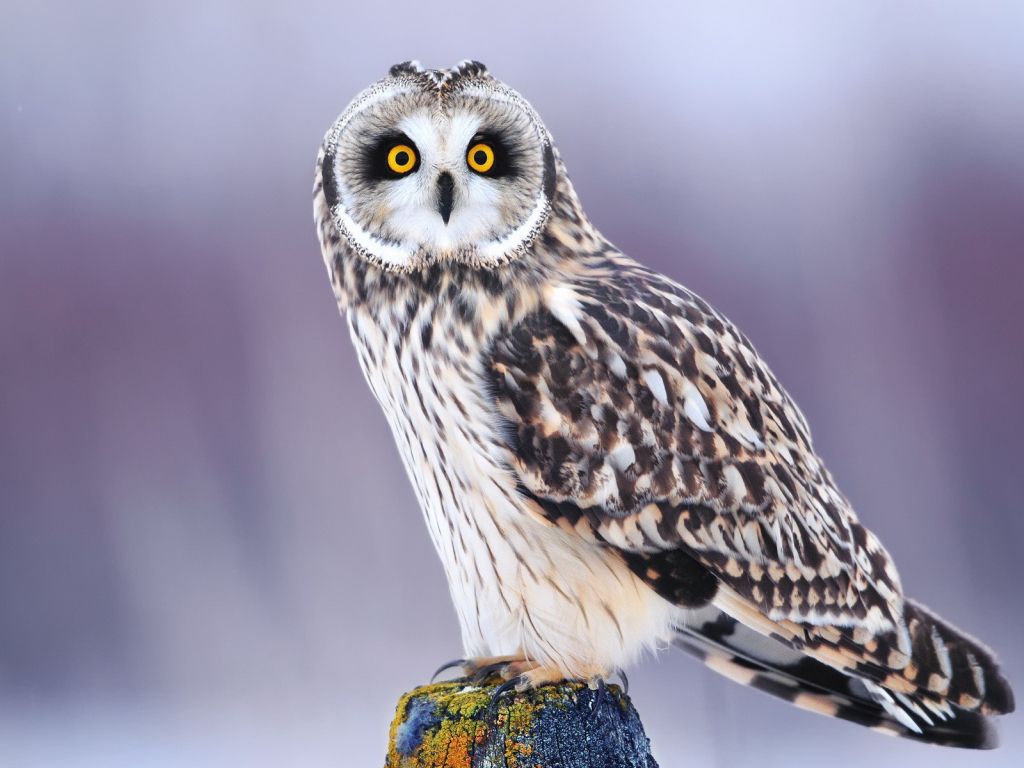 Funny Looking Owl wallpaper