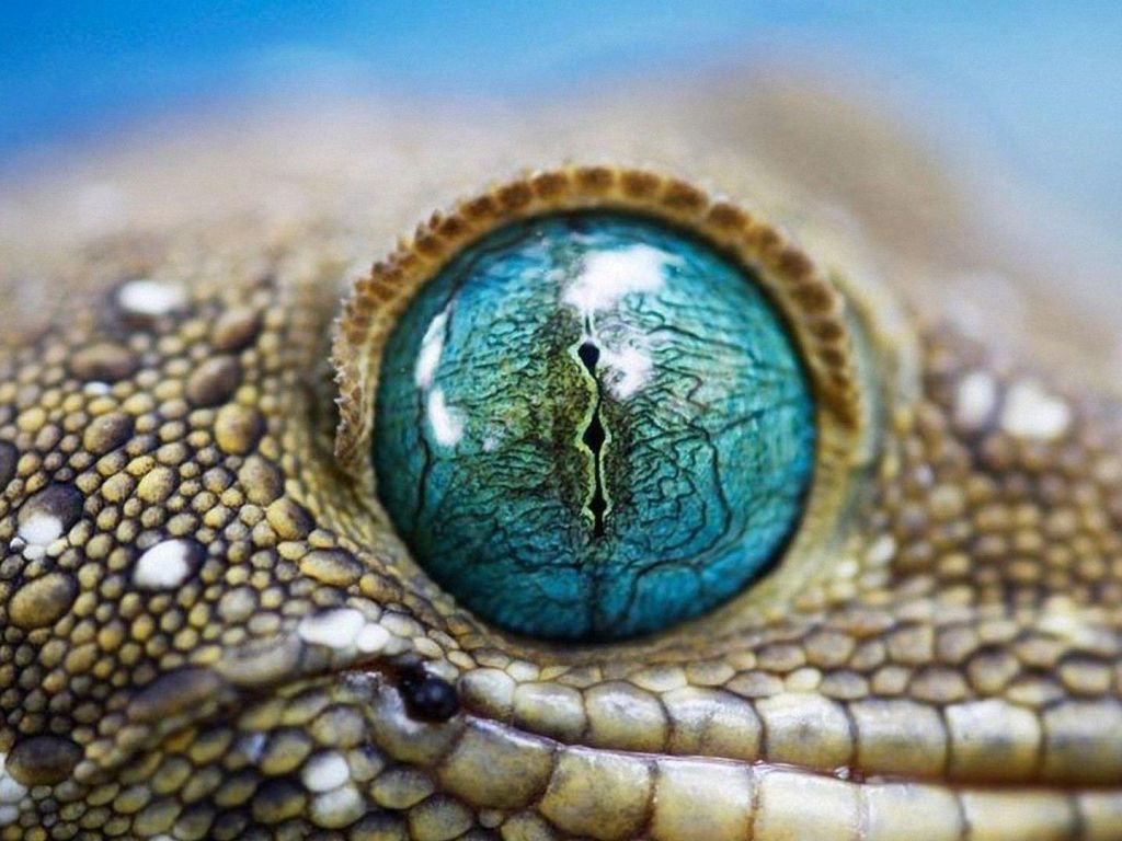 Gecko Eyes wallpaper