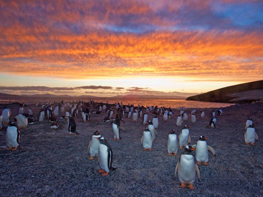 Gentoo Penguin Colony 14531 wallpaper