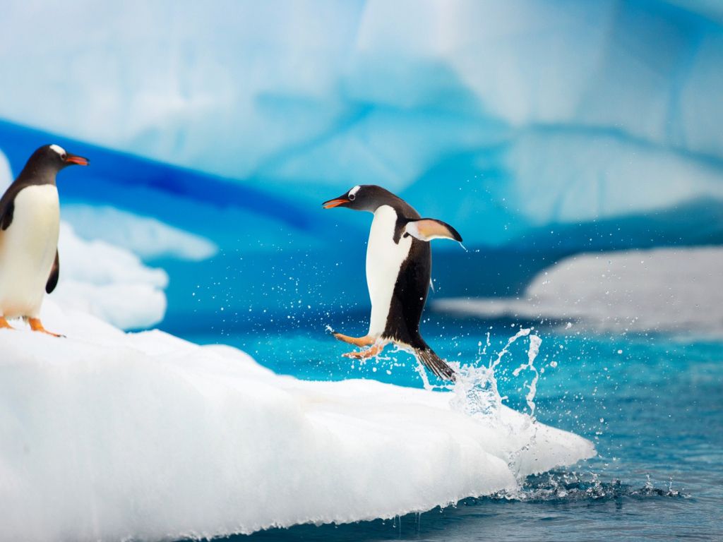 Gentoo Penguins Antarctica wallpaper