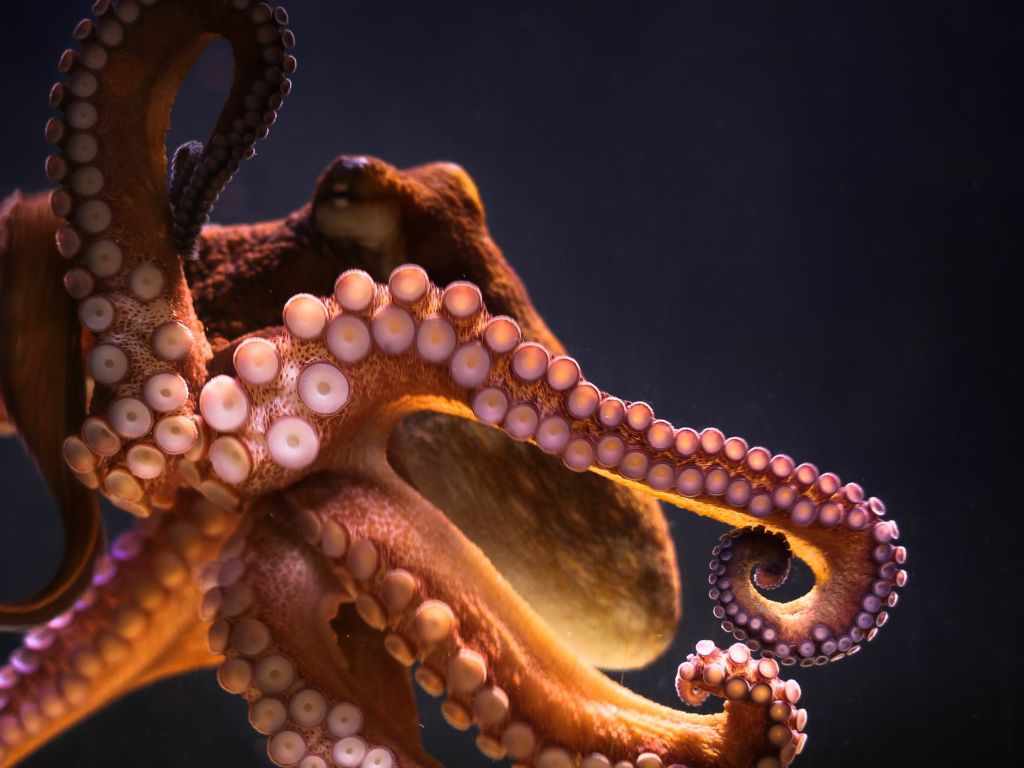 Giant Pacific Octopus wallpaper