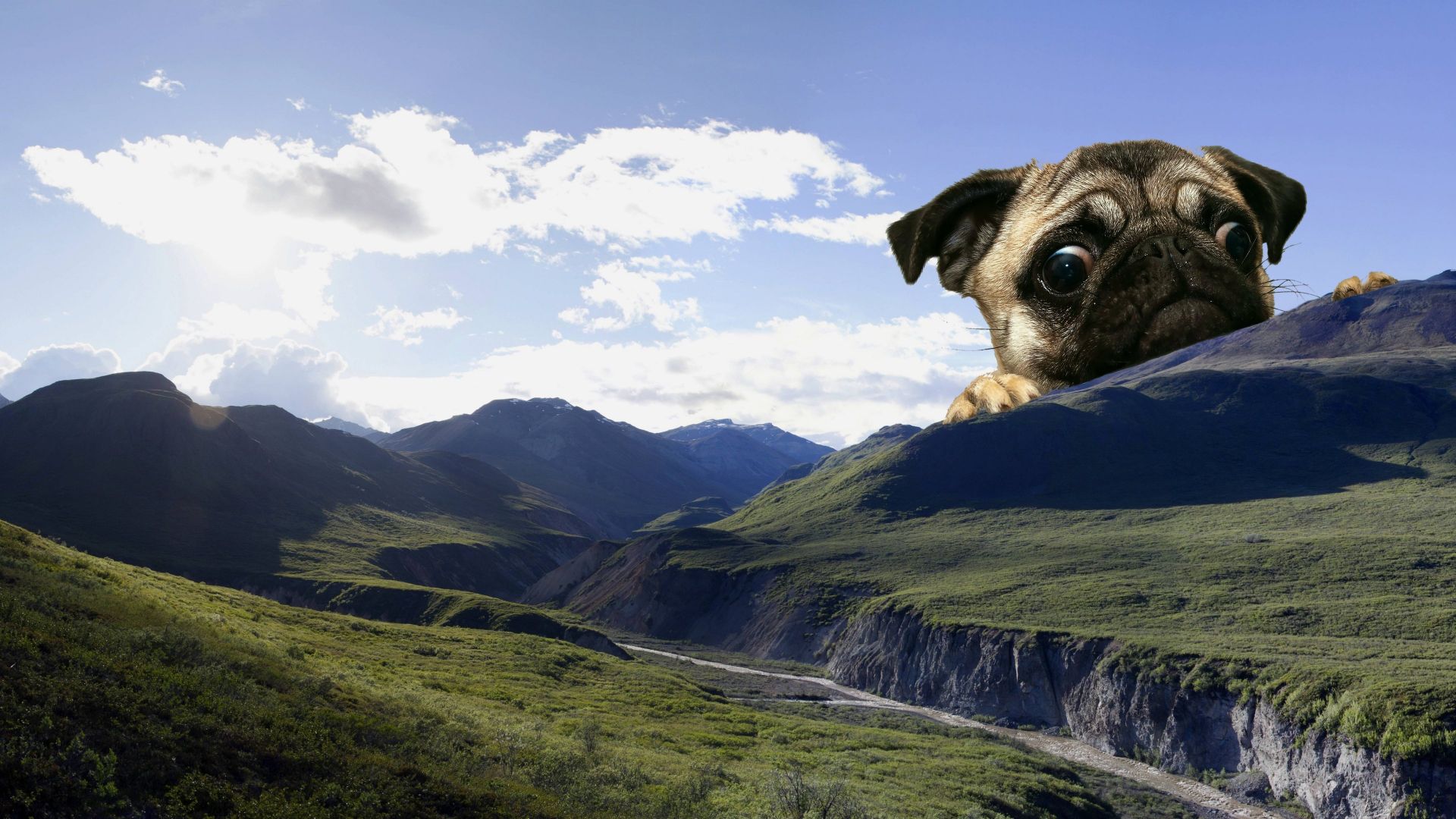 Giant Pug wallpaper in 1920x1080 resolution