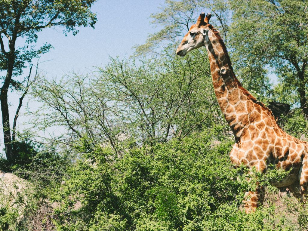 Giraffe at Kruger National Park South Africa wallpaper