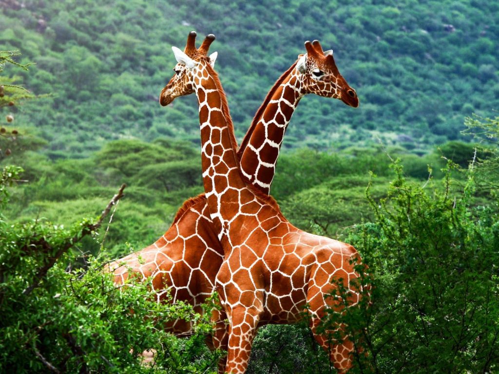 Giraffe Romance wallpaper