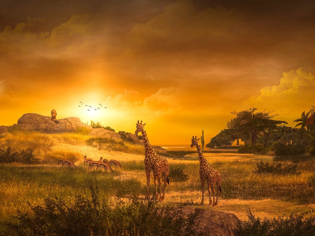 Giraffe Wildlife Sunset wallpaper