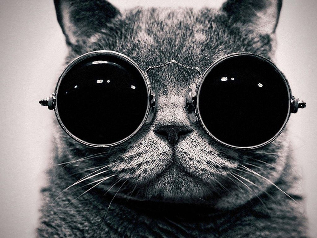 Glasses Cat wallpaper