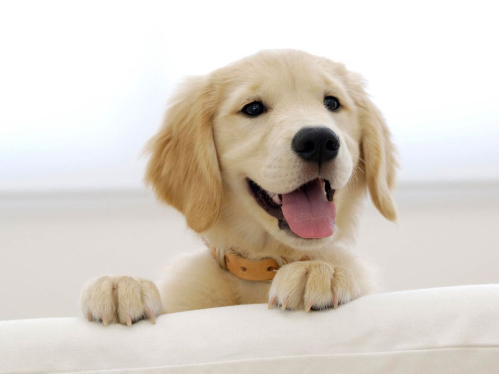 Golden Retriever Puppy wallpaper