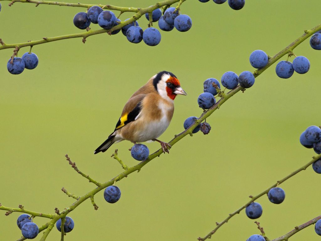 Goldfinch and Berries wallpaper