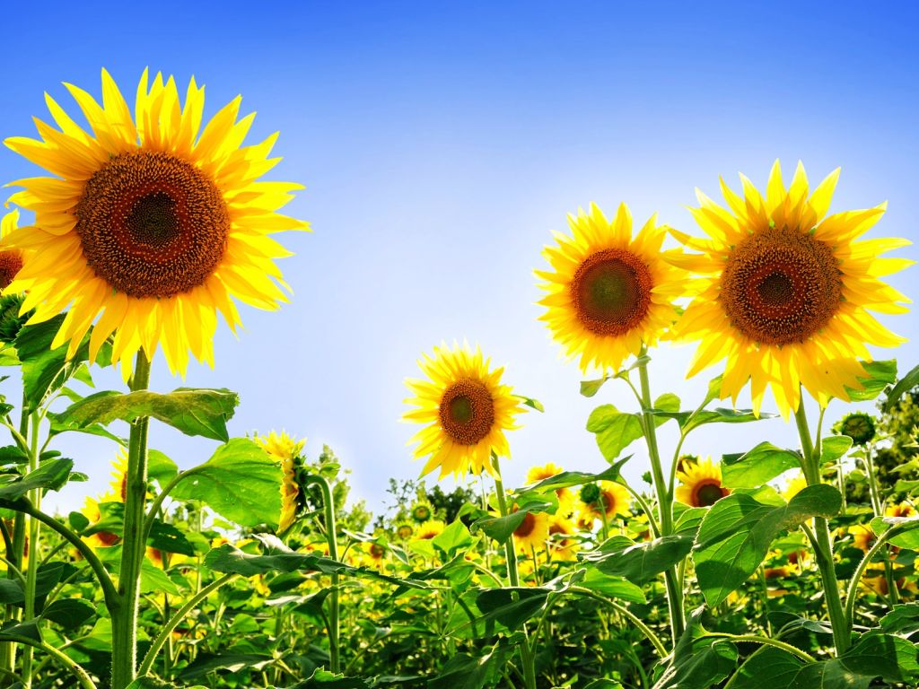 Gorgeous Sunflowers wallpaper
