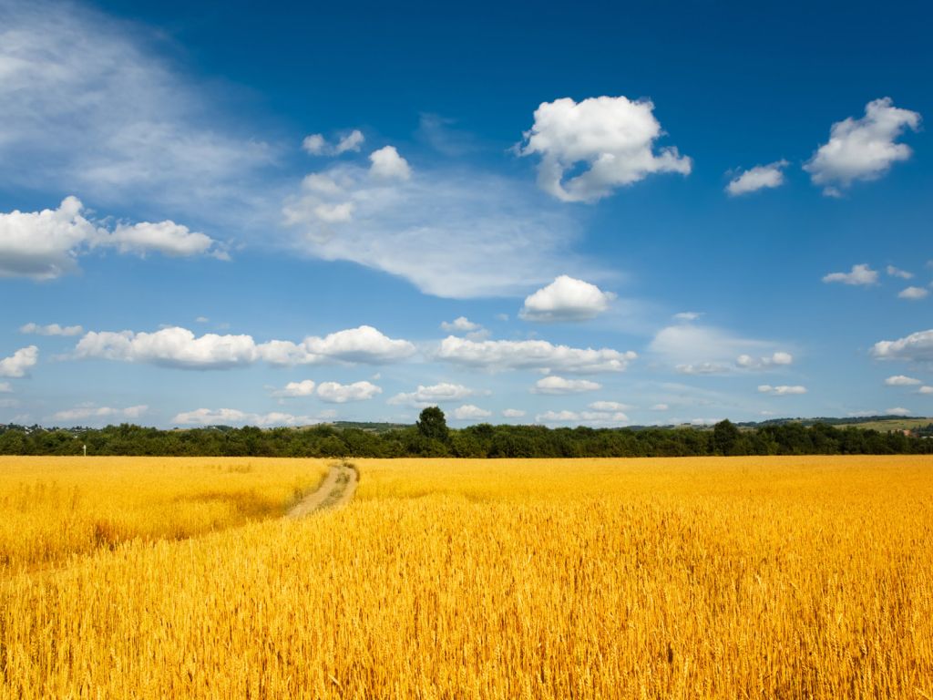 Grain Field Road wallpaper