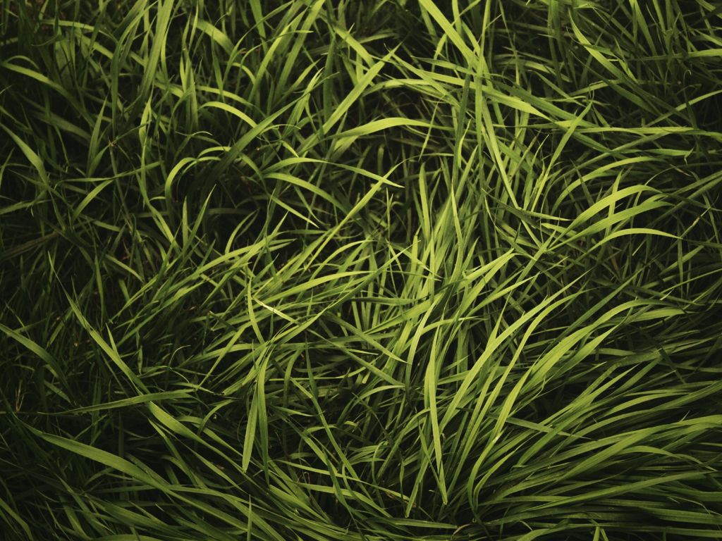 Grass Texture wallpaper