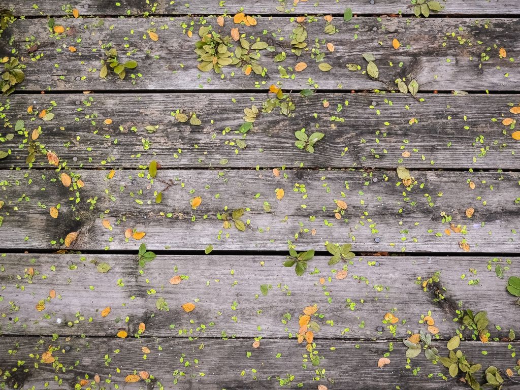 Gray Green Leaves Wood Yellow wallpaper