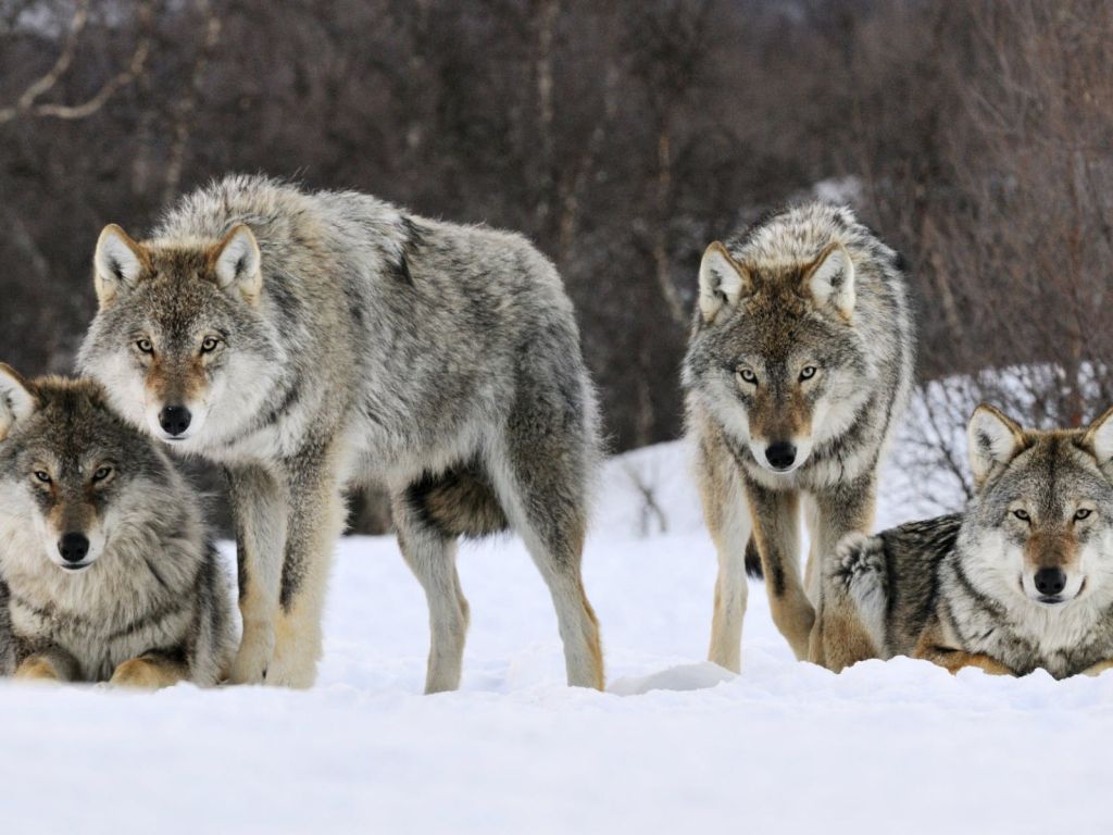 Gray Wolves Norway wallpaper