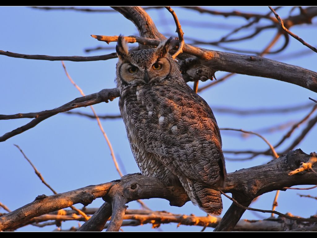 Great Horned Owl wallpaper