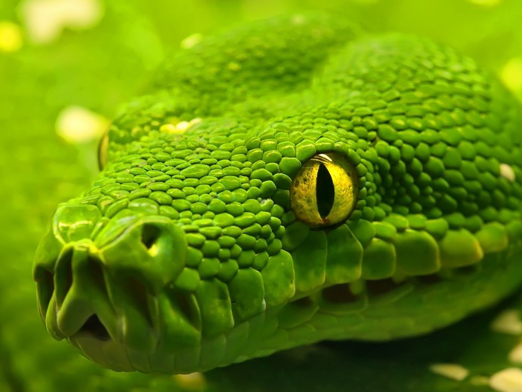 Green Anaconda wallpaper