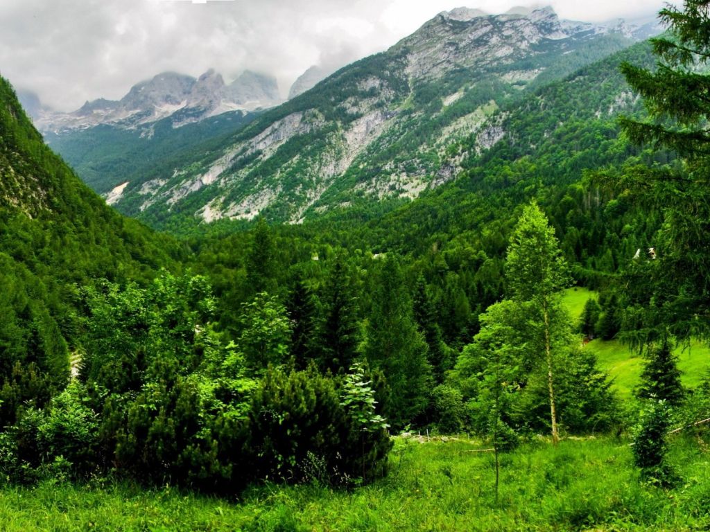 Green Forest Next to Beautiful Mountains wallpaper