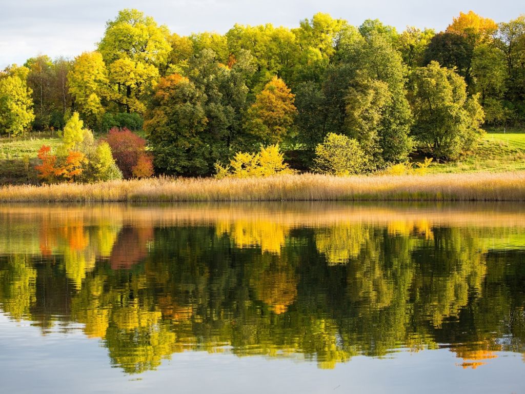 Green Lake View With Trees wallpaper