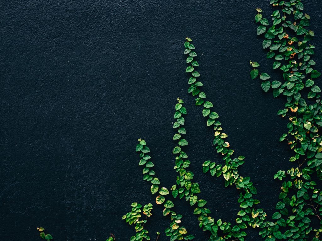 Green Leaf Vines on Black Painted Wall wallpaper