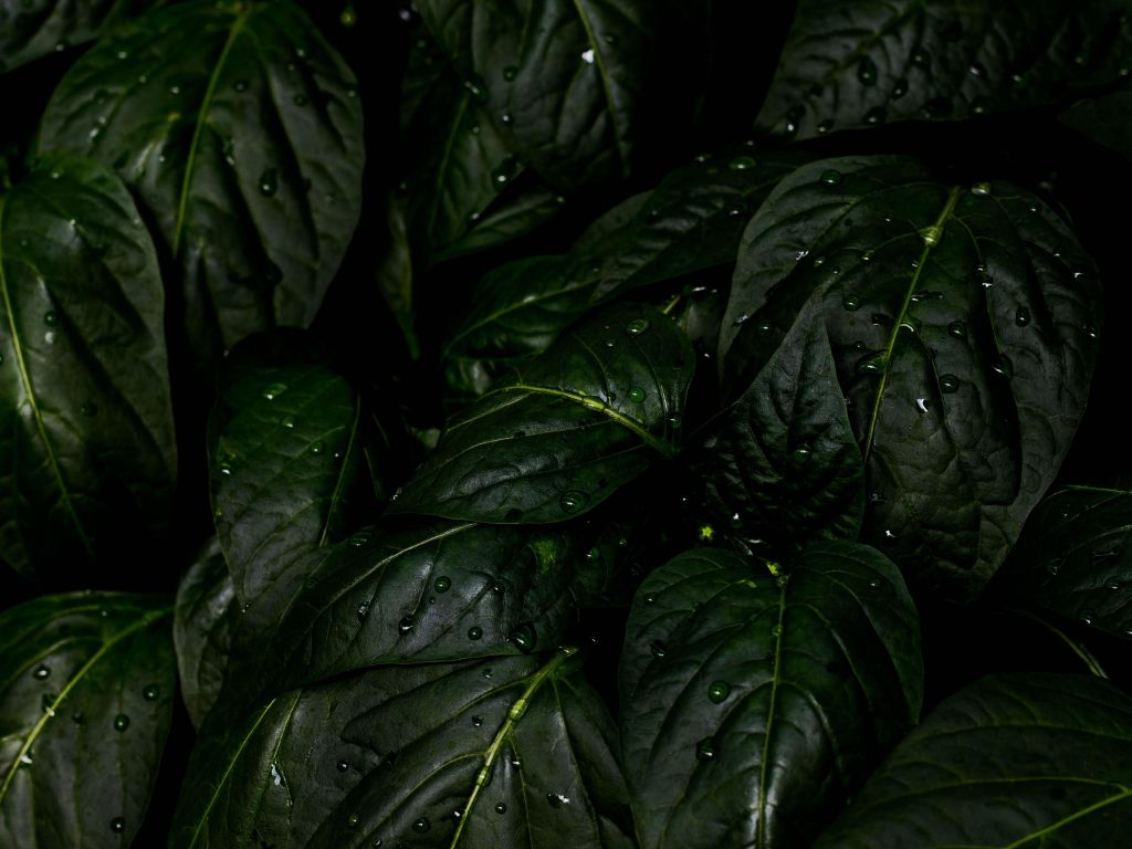 Green Leaves After Rain wallpaper