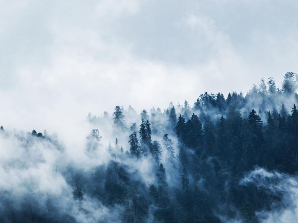 Green Pine Trees Covered With Fogs Under White Sky wallpaper