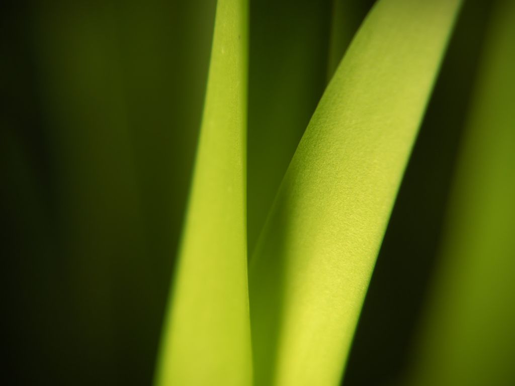 Green Plant Closeup 2214 wallpaper